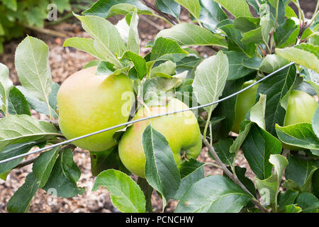 Cordon melo Malus domestica James Grieve, North East England, Regno Unito Foto Stock