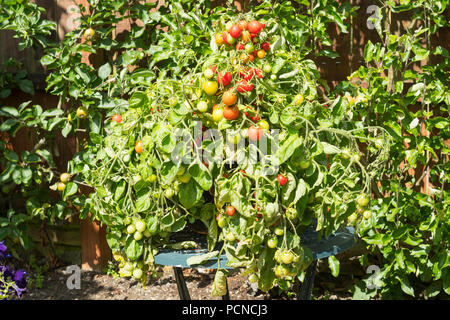 Bush il pomodoro ibrido F1 Tumbler crescendo in un contenitore, North East England, Regno Unito Foto Stock