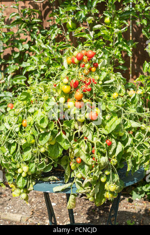 Bush il pomodoro ibrido F1 Tumbler crescendo in un contenitore, North East England, Regno Unito Foto Stock