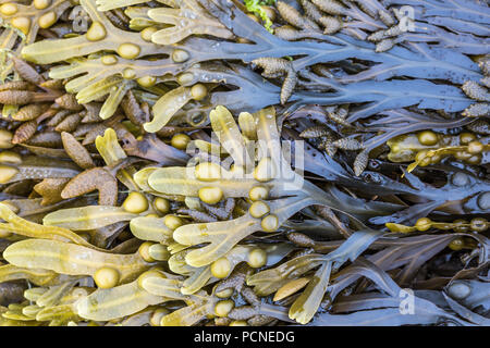 La vescica wrack alghe su Traeth Crydall, Rhosneigr, Galles del Nord, Regno Unito Foto Stock