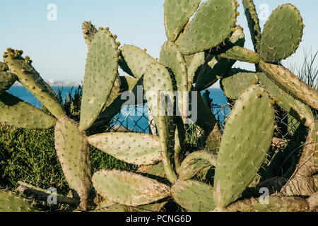 Una siepe di verde cactus. Utile ma il fico d'impianto. Foto Stock