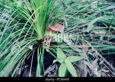 Grasstrees crescendo in un secco sclerophyll foresta, Cardwell, Queensland, Australia Foto Stock