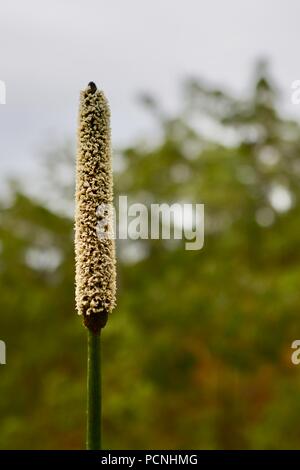 Fiore Grasstree crescendo in un secco sclerophyll foresta, Cardwell, Queensland, Australia Foto Stock