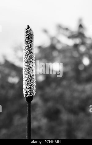 Fiore Grasstree crescendo in un secco sclerophyll foresta, Cardwell, Queensland, Australia Foto Stock