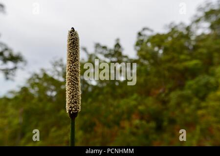 Fiore Grasstree crescendo in un secco sclerophyll foresta, Cardwell, Queensland, Australia Foto Stock