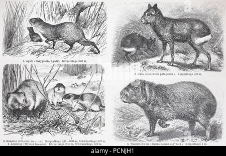 Diversi roditori, comune agouti, nasello di Patagonia mara, Dolichotis patagonum, criceto, Lemming, capibara, Hydrochoerus hydrochaeris, digitale migliorata la riproduzione di un immagine storica a partire dall'anno 1885 Foto Stock