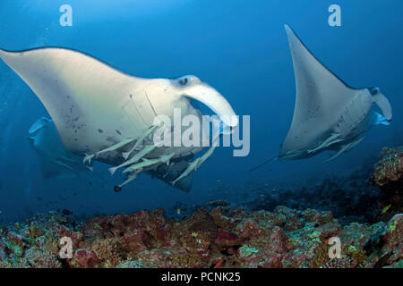 Due giganti oceanic mante (Manta birostris) con la shark ventose (Remora remora), Yap, Stati Federati di Micronesia Foto Stock