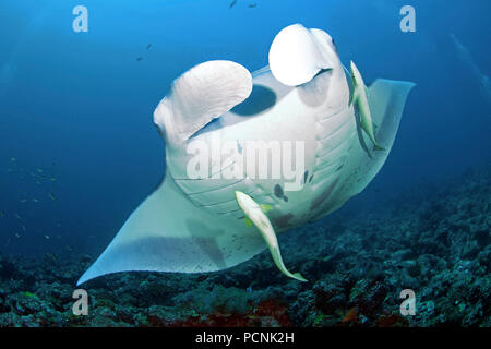 Giant oceanic manta ray (Manta birostris) con la shark ventose (Remora remora), Yap, Stati Federati di Micronesia Foto Stock