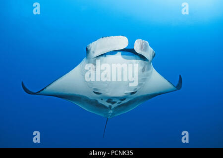 Giant oceanic manta ray (Manta birostris), San Benedicto Isola, Revillagigedo-Inseln, Messico Foto Stock