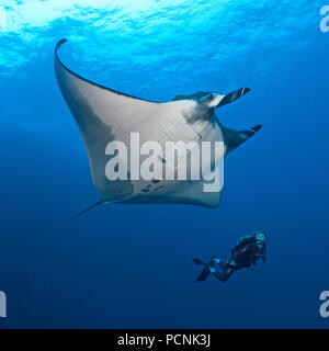 Scuba Diver nuoto con un gigante oceanic manta ray (Manta birostris), San Benedicto Isola, Revillagigedo-Inseln, Messico Foto Stock