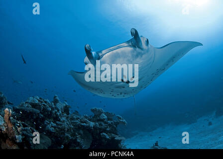 Riesenmanta oder Mantarochen (Manta birostris), Ari Atoll, Malediven | Giant Manta ray (Manta birostris), Ari Atoll, Maldive Foto Stock