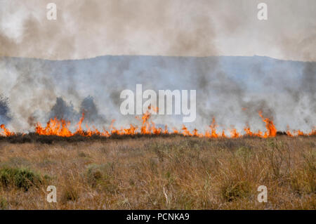 Campo di masterizzazione causato da Kite bombe che sono state percorse da Gaza con un acceso benzina panno imbevuto per impostare gli incendi all'israeliano i campi e le colture. Fotografato su Foto Stock