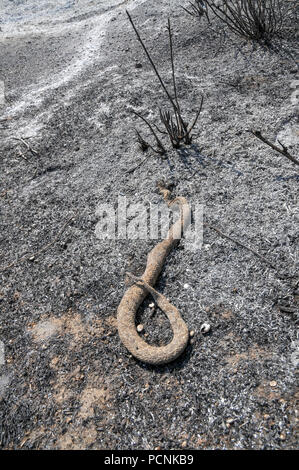 Un serpente, bruciato a morte in un incendio causato da Kite bombe che sono state percorse da Gaza con un acceso benzina panno imbevuto per impostare gli incendi di campi israeliano e cr Foto Stock