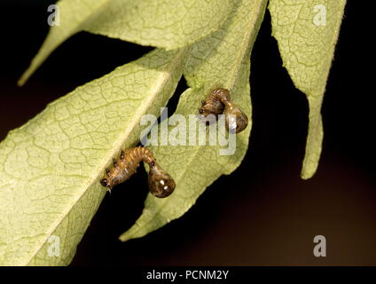 Tartaruga larva coleottero del Silana farinosa specie nella famiglia Chrysomelidae che sono parassiti sulla pianta di curry Foto Stock