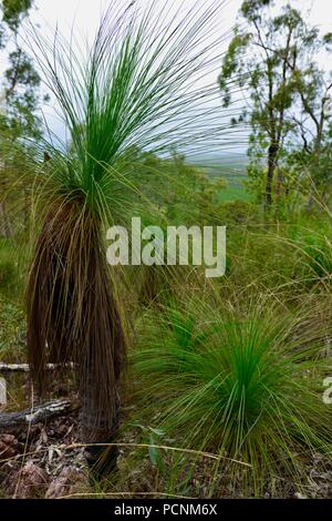 Grasstrees crescendo in un secco sclerophyll foresta, Cardwell, Queensland, Australia Foto Stock