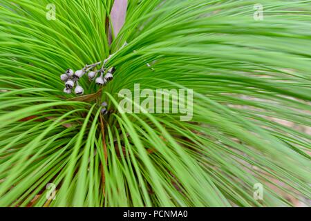 La corona interna di un grasstree con alcune piccole gumnuts, Grasstrees crescendo in un secco sclerophyll foresta, Cardwell, Queensland, Australia Foto Stock