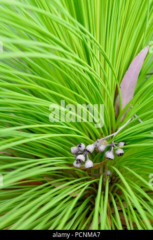 La corona interna di un grasstree con alcune piccole gumnuts, Grasstrees crescendo in un secco sclerophyll foresta, Cardwell, Queensland, Australia Foto Stock