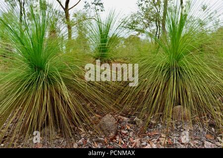 Tre Grasstrees crescendo in un secco sclerophyll foresta, Cardwell, Queensland, Australia Foto Stock