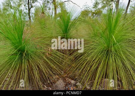 Tre Grasstrees crescendo in un secco sclerophyll foresta, Cardwell, Queensland, Australia Foto Stock