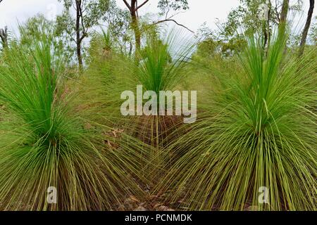 Tre Grasstrees crescendo in un secco sclerophyll foresta, Cardwell, Queensland, Australia Foto Stock