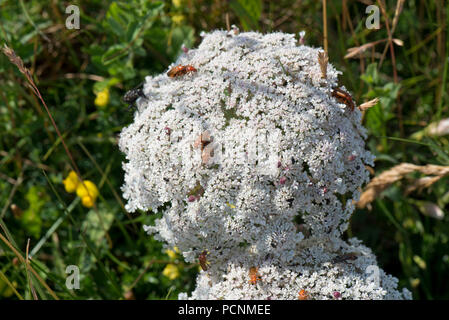 Marina selvaggia, carota Daucus carota subsp. gummifer, fioritura sulle scogliere in South Devon, Luglio Foto Stock
