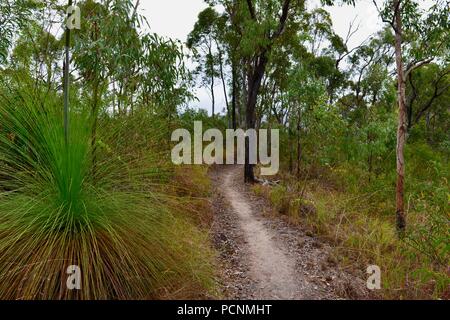 Grasstrees crescendo in un secco sclerophyll foresta, Cardwell, Queensland, Australia Foto Stock