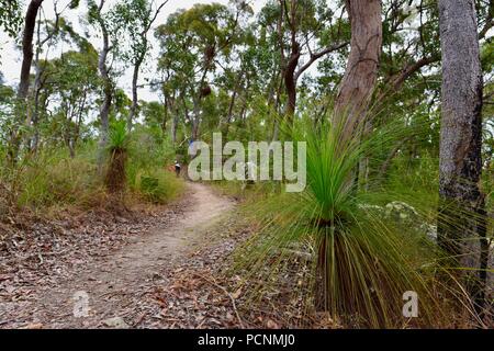 Grasstrees crescendo in un secco sclerophyll foresta, Cardwell, Queensland, Australia Foto Stock