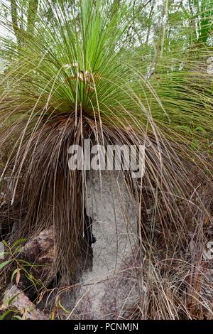 Termiti mangiare in un Grasstree crescendo in un secco sclerophyll foresta, Cardwell, Queensland, Australia Foto Stock