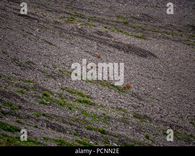 chamois Rupicapra in the swiss alps brienzer rothorn Foto Stock