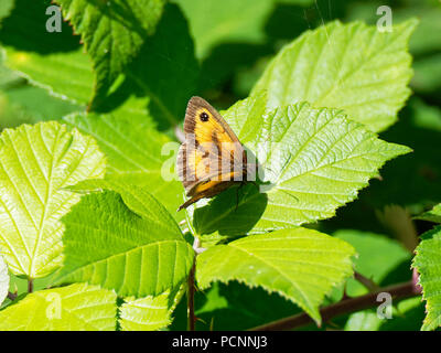 Gatekeeper Butterfly, RSPB Newport, Regno Unito Foto Stock