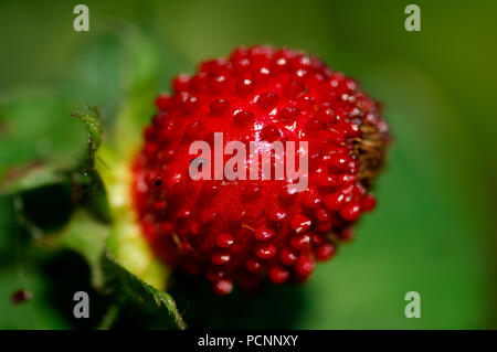 In finto legno fragola - Duchesnea indica Fausse fraise des bois - Famille des roses - Foto Stock