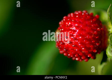 In finto legno fragola - Duchesnea indica Fausse fraise des bois - Famille des roses - Foto Stock