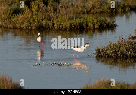 Echasse blanche - Black-winged Stilt - Himantopus himantopus Foto Stock