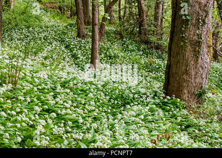 Aglio selvatico - Allium ursinum - noto anche come ramsons, di latifoglie, aglio Aglio in legno muniti di porro, o l'aglio orsino spesso si trovano in antichi boschi. Foto Stock