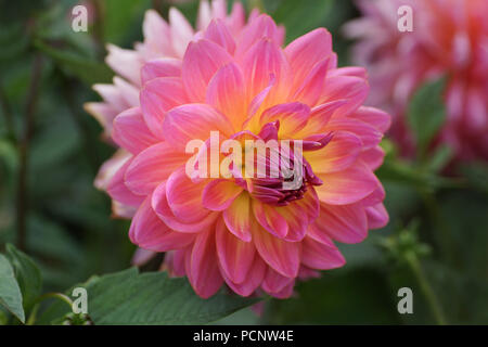 Dahlia 'Kens rarità' Foto Stock