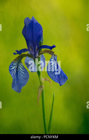 Iris in Kochler Moos, am Kochelsee (lago), Alta Baviera, Baviera, Germania Foto Stock