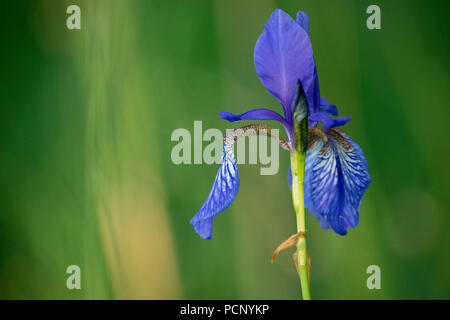 Iris in Kochler Moos, am Kochelsee (lago), Alta Baviera, Baviera, Germania Foto Stock