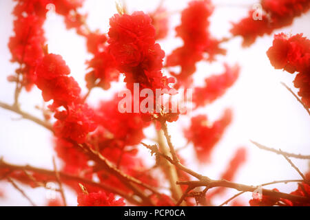 I fiori rossi del pesco Kurowaka yaguchi, Prunus persica, in primavera. Foto Stock