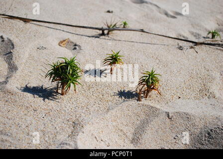 Piccolo piccolo mondo. Surreale 3d. Ocean Shore con palme in forma in miniatura. Il paesaggio rappresentato in forma in miniatura Foto Stock