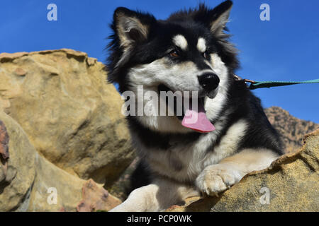 Adorable siberian husky cane recante su di una roccia Foto Stock