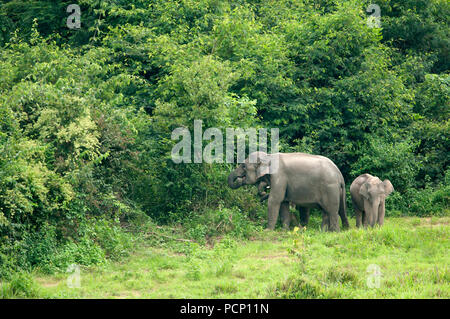 Elefante asiatico - Madre e vitello - Elephas maximus - Thailandia Eléphant d'Asie - Mère et éléphanteau -Thaïlande Foto Stock