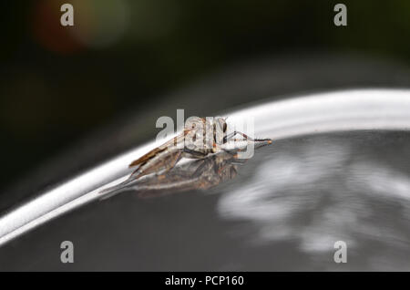 Assassin volare in appoggio sul nastro in auto Foto Stock