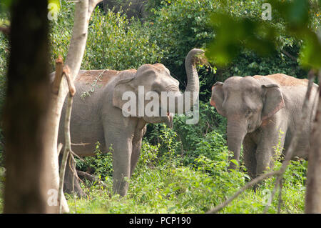 Elefante asiatico - Polvere bagno - Elephas maximus - Thailandia Eléphant d'Asie - Bain de poussière - Thaïlande Foto Stock