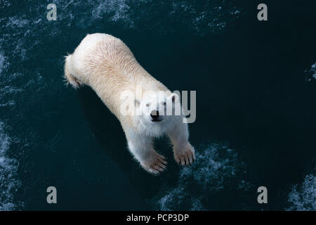 Un orso polare si erge sul ghiaccio e guarda una telecamera Foto Stock