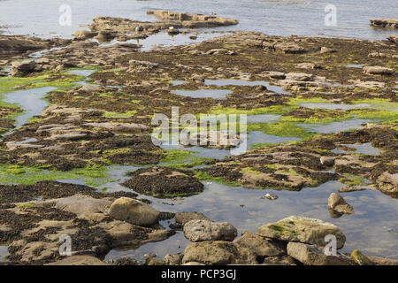 Alghe e le alghe sulle rocce nell'oceano Foto Stock