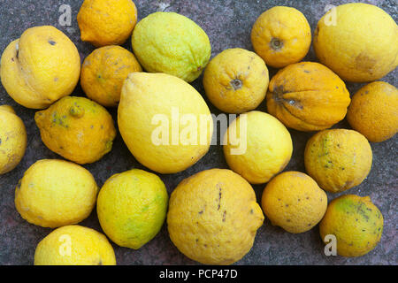 Limoni frshly prelevati da un albero Foto Stock