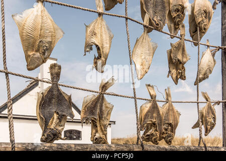 Pesce piatto è un ottimo pesce e frutti di mare, appeso su funi per l'asciugatura di fronte a un vecchio di pescatori, cottage Liseleje, Danimarca, Juli 30, 2018 Foto Stock