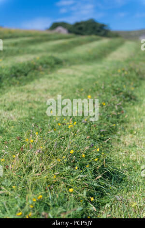 Appena falciata altopiano di Prato in Yorkshire Dales, UK. Foto Stock