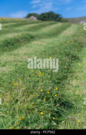 Appena falciata altopiano di Prato in Yorkshire Dales, UK. Foto Stock