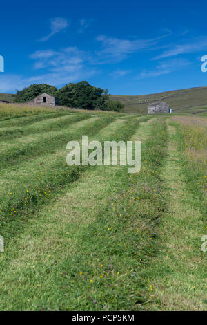 Appena falciata altopiano di Prato in Yorkshire Dales, UK. Foto Stock